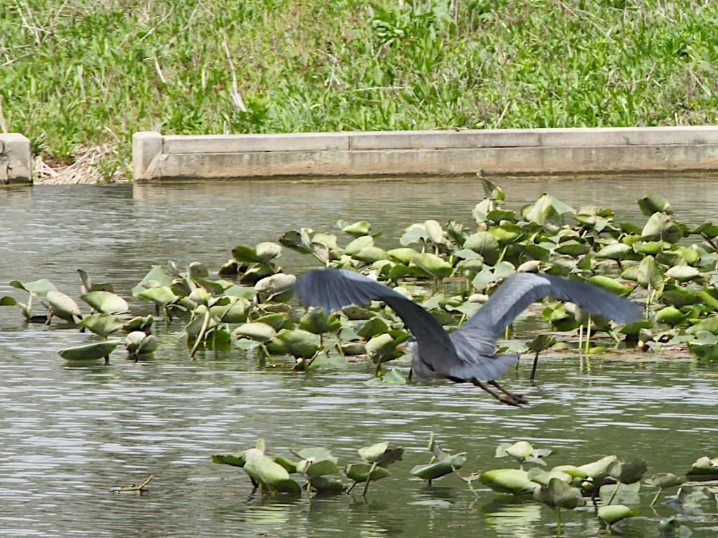 great blue heron in flight away from camera over water with green vegetation