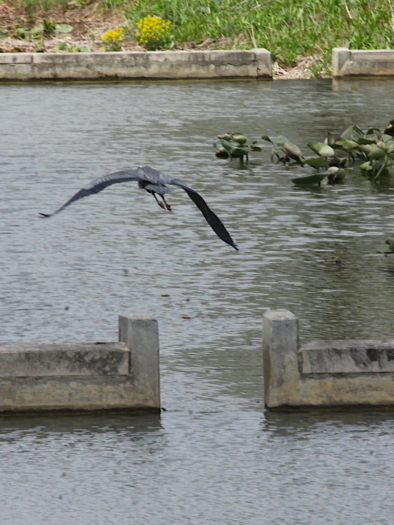 great blue heron in flight away from camera over water with green vegetation