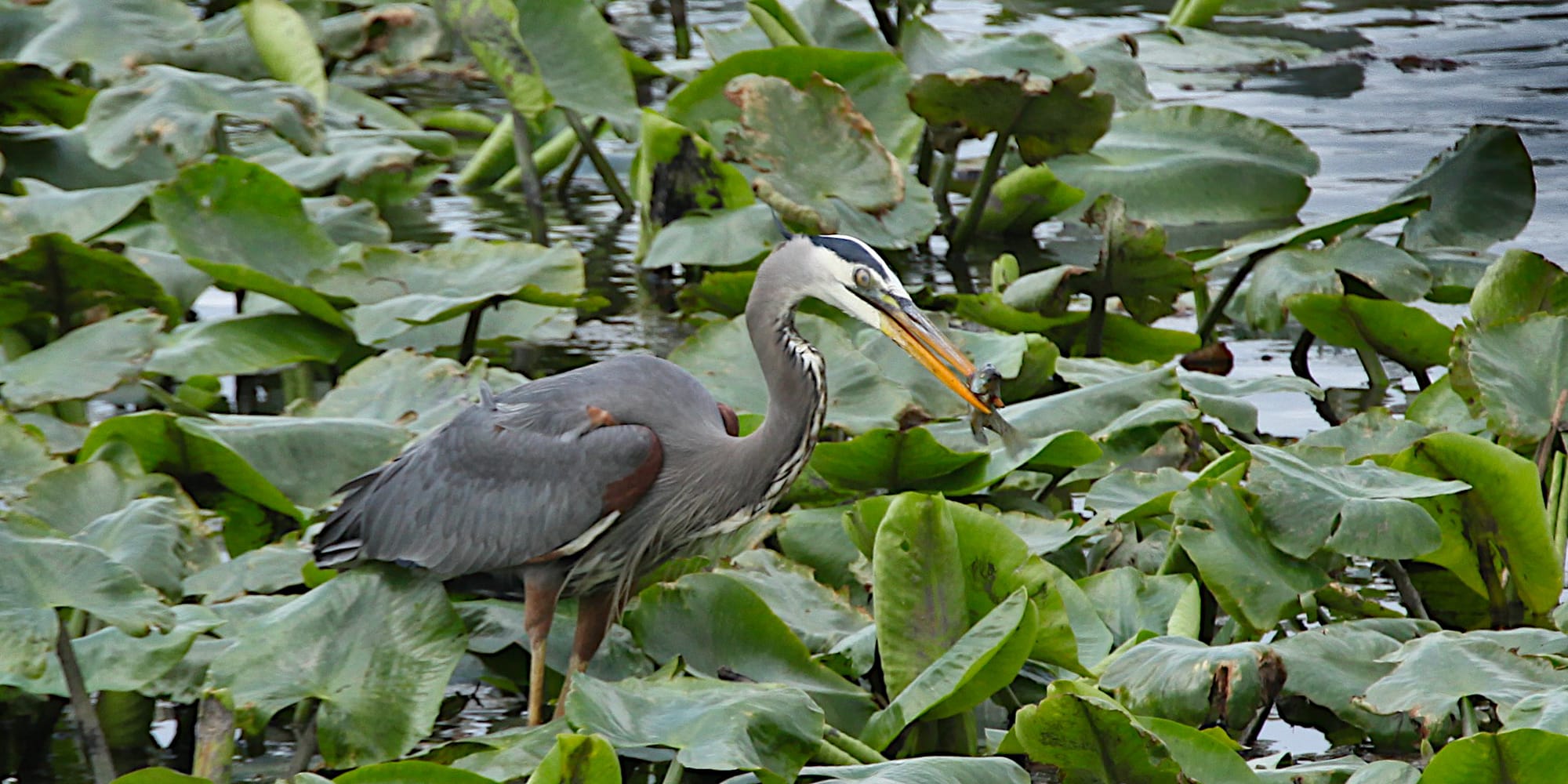 great blue heron with fish in its beack