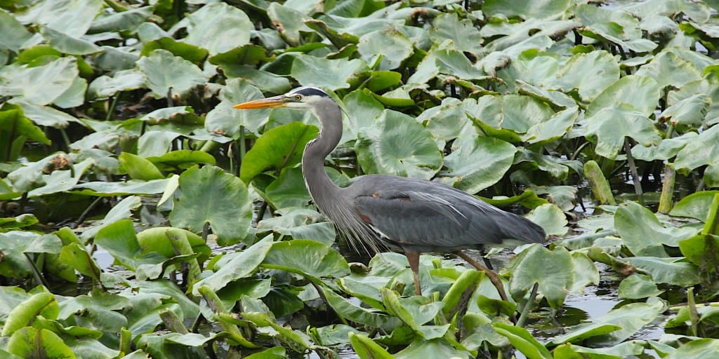 great blue heron walking to the left, looking left