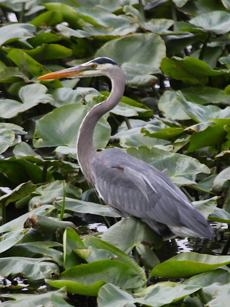 great blue heron wading among green vegetation