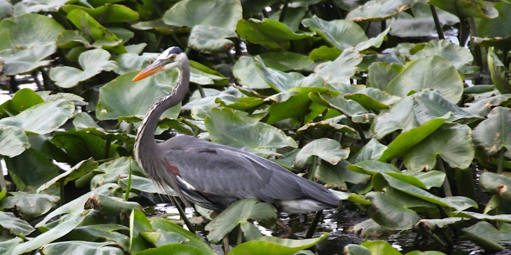 great blue heron wading among green vegetation