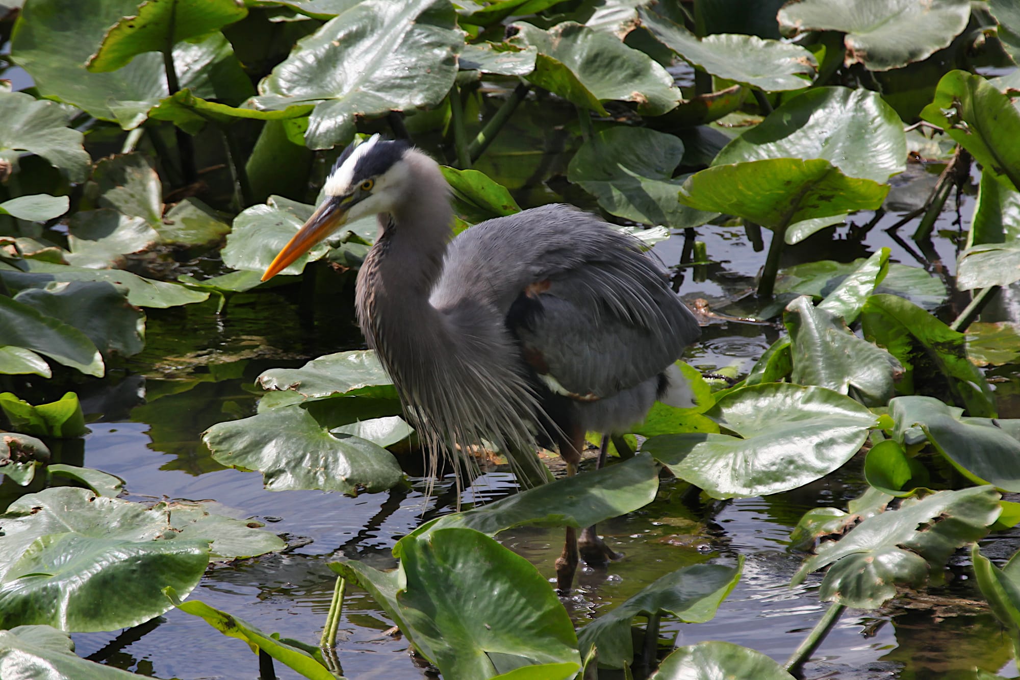 great blue heron walking toward camera wading in water