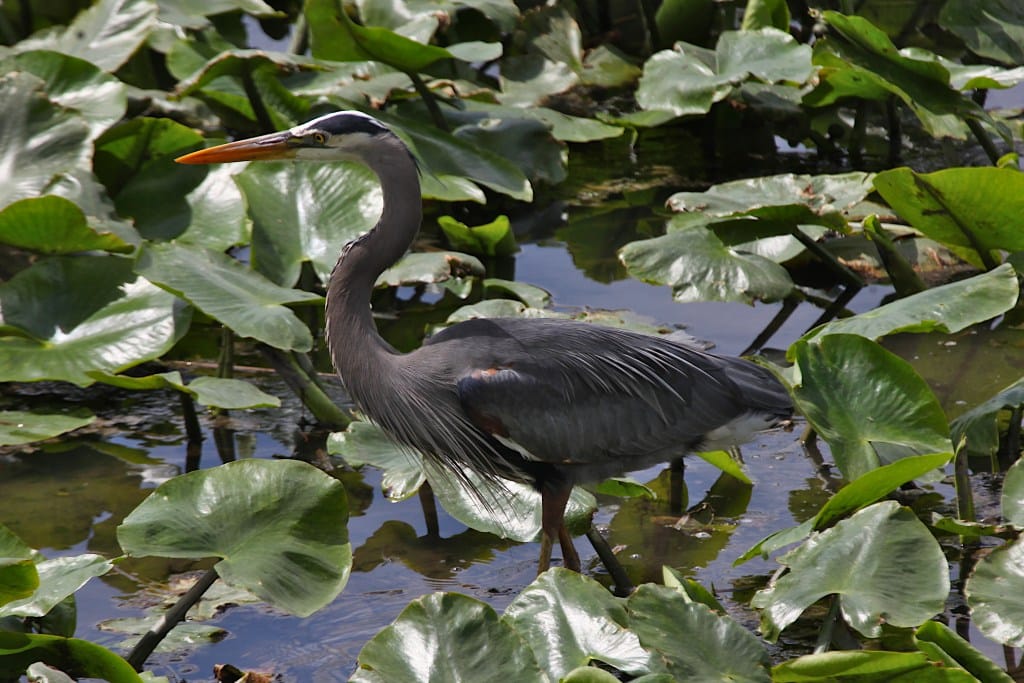 great blue heron wading among green vegetation