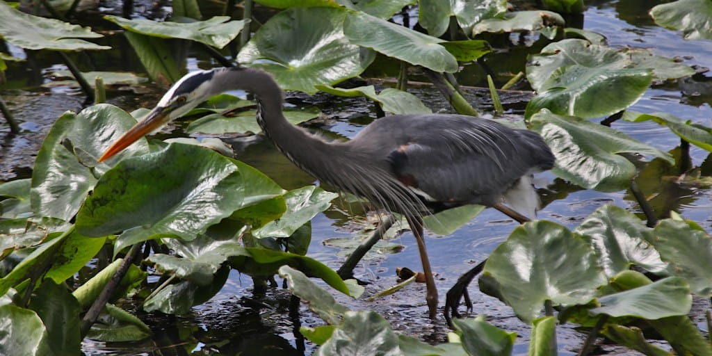 great blue heron wading among green vegetation