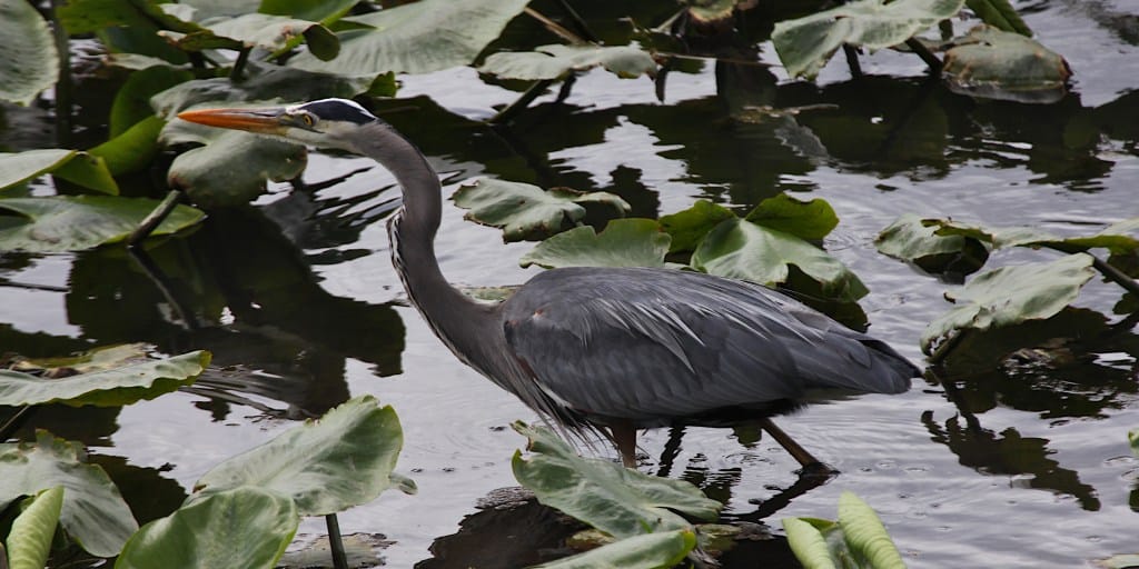 great blue heron wading among green vegetation