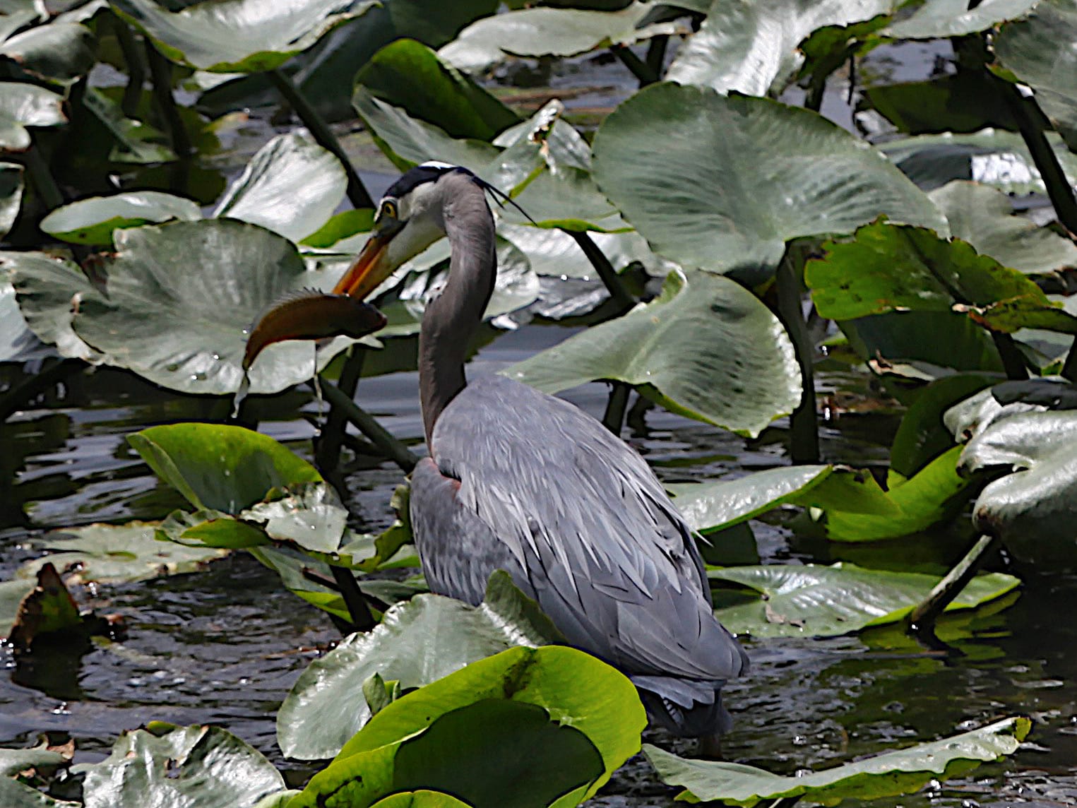 great blue heron with fish in its beak
