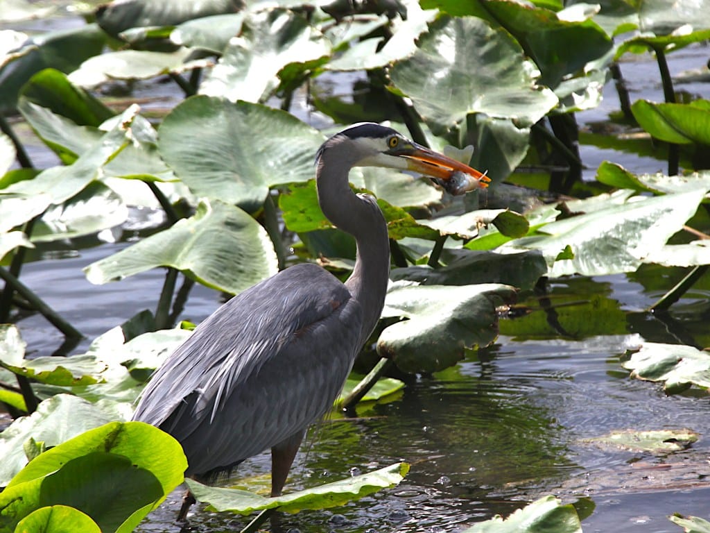 great blue heron wading among green vegetation