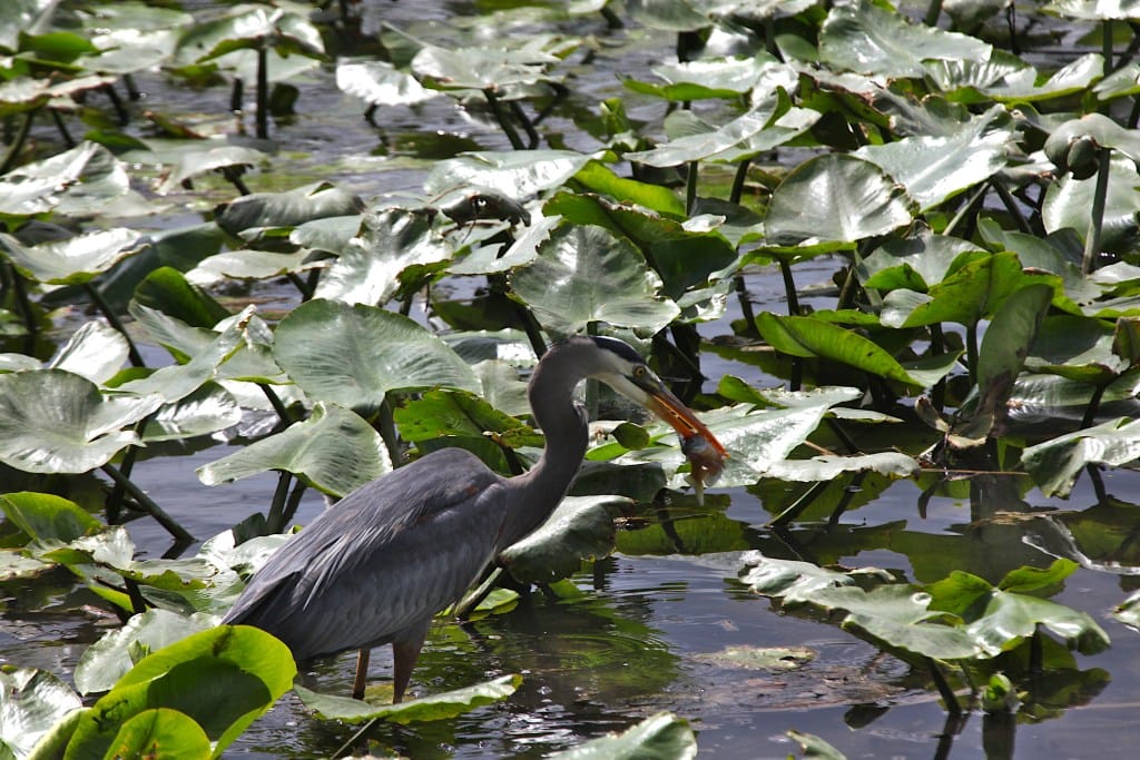 great blue heron with fish in its beak