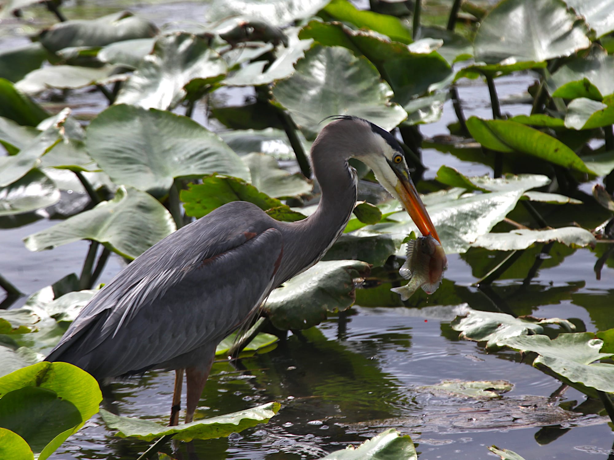 great blue heron with fish in its beak