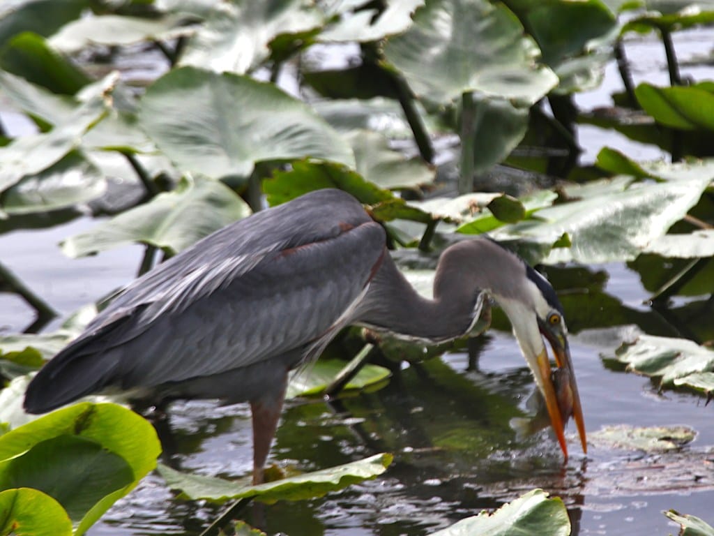great blue heron with fish in its beak