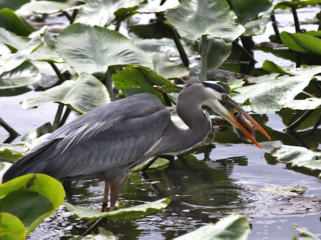 great blue heron with fish in its beak