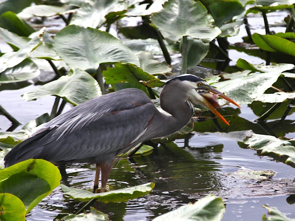 great blue heron with fish in its beak starting to swallow