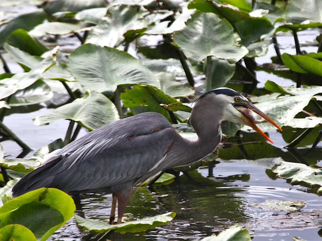 great blue heron with fish in its beak starting to swallow