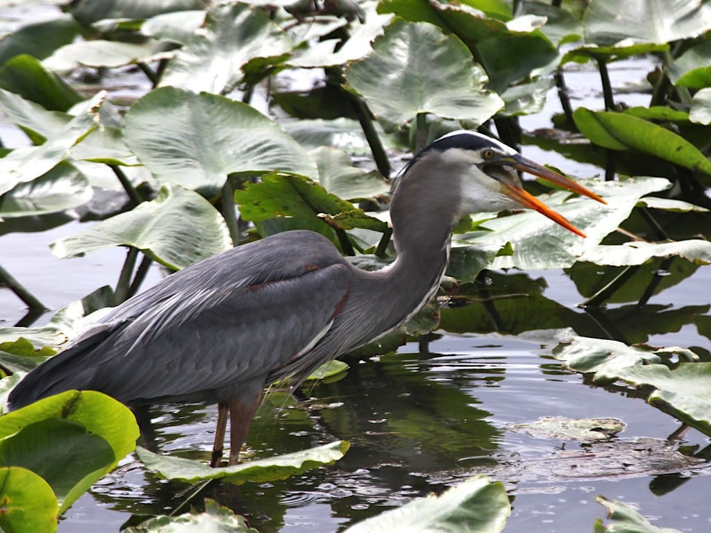 great blue heron with fish in its beak starting to swallow