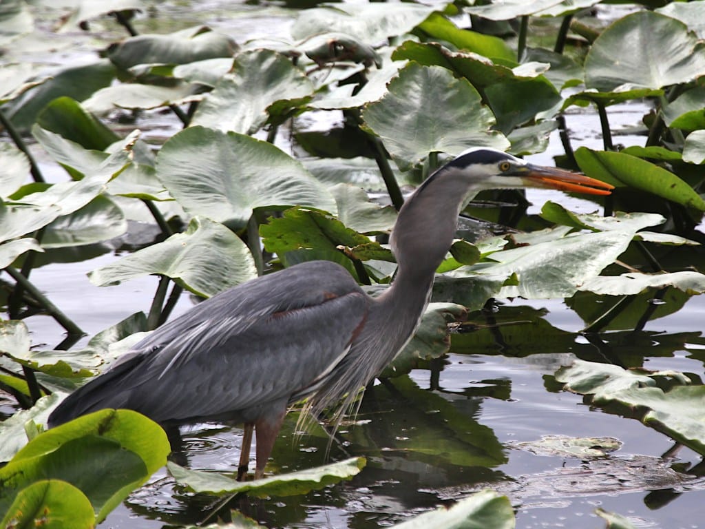 great blue heron with fish in its beak mid-swallow