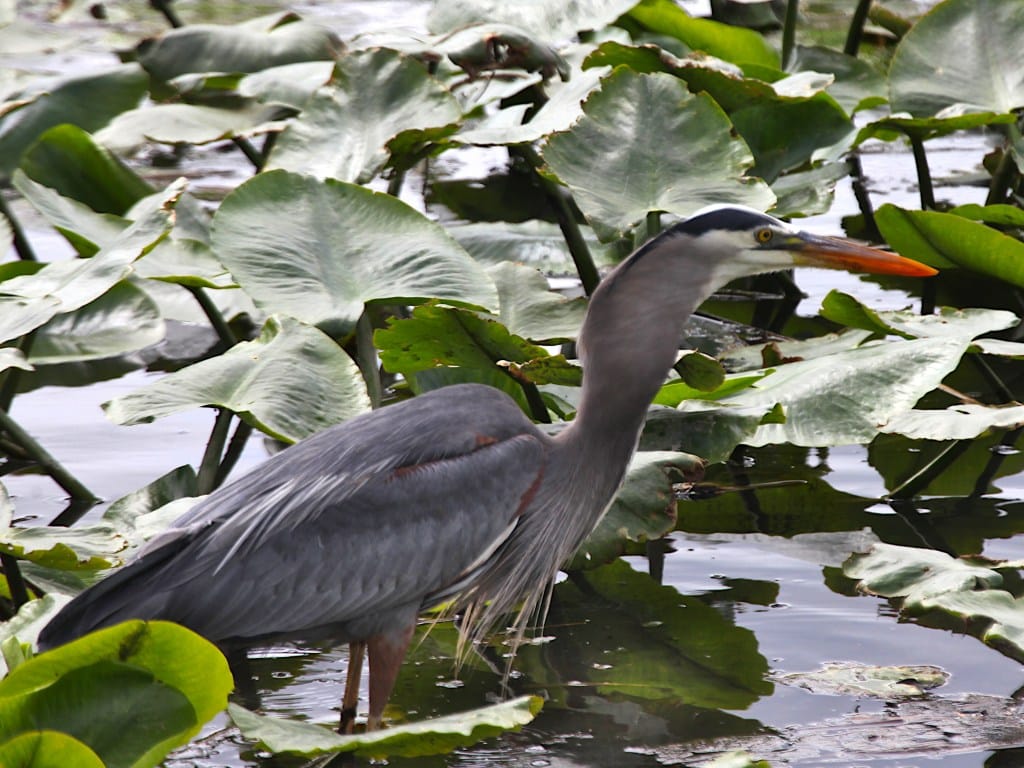 great blue heron with fish in its beak mid-swallow