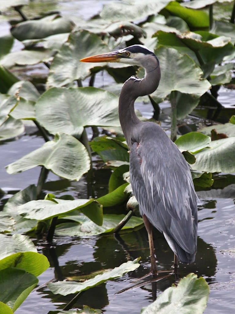 great blue heron wading in water