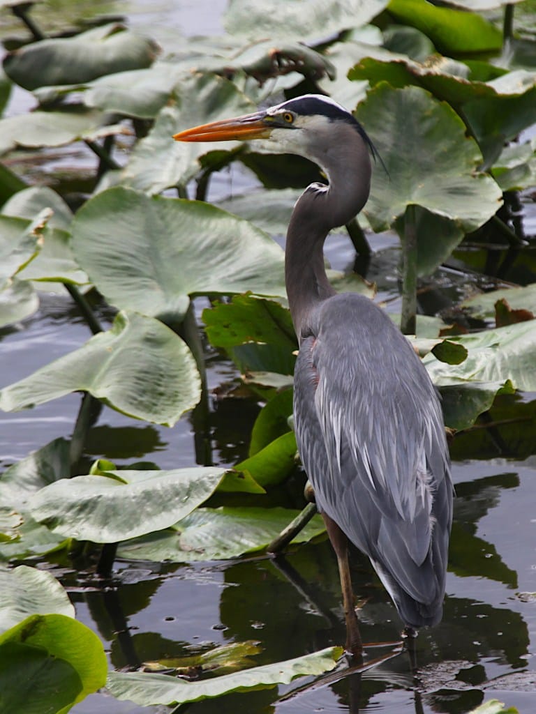 great blue heron wading in water