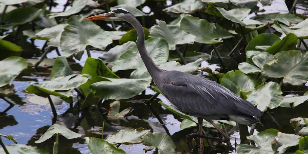 great blue heron wading in water