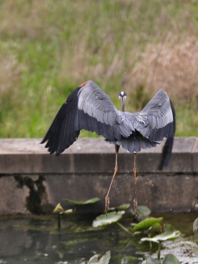 great blue heron wading in water in flight away from camera