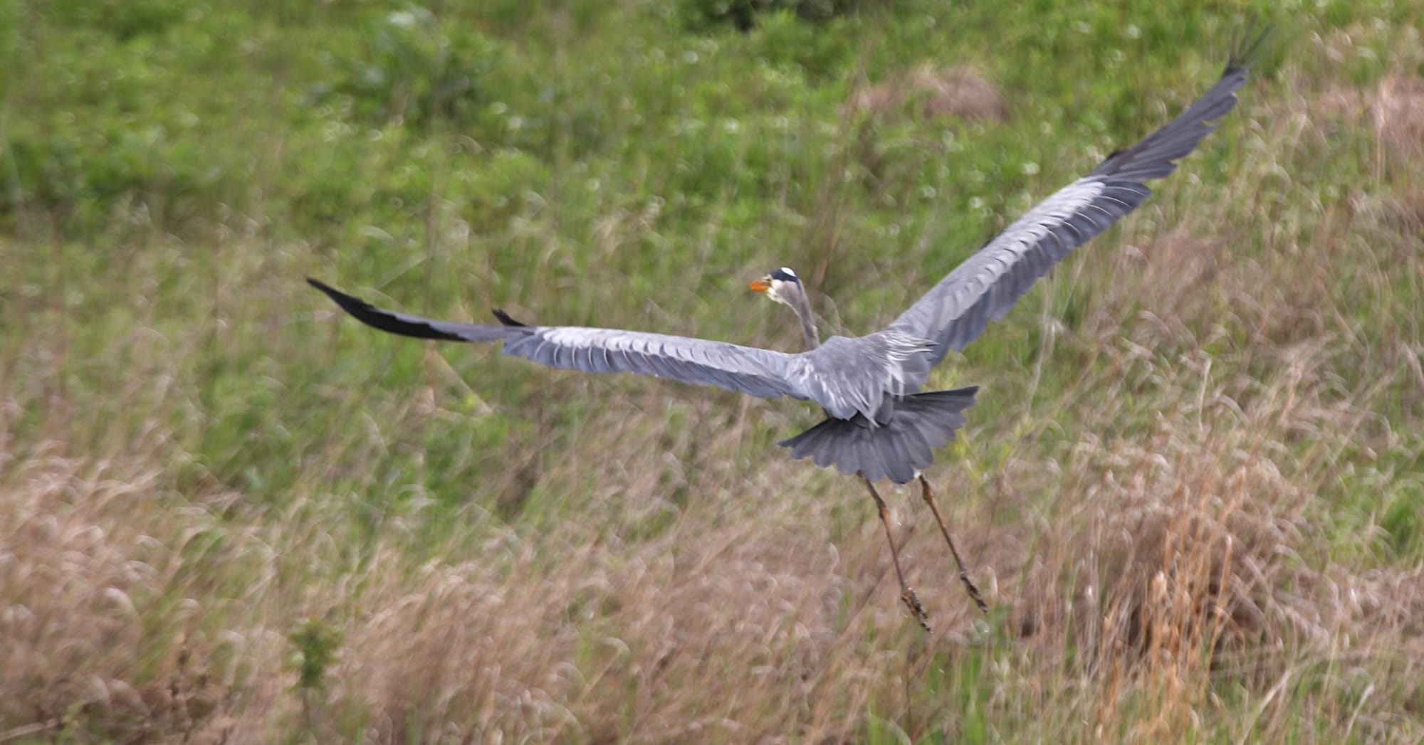 great blue heron in flight away from camera