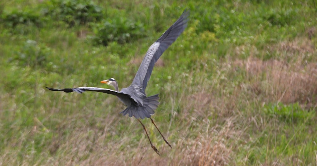 great blue heron wading in water in flight away from camera