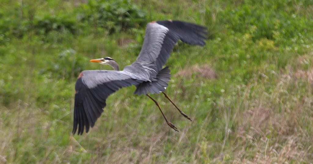 great blue heron wading in water in flight away from camera
