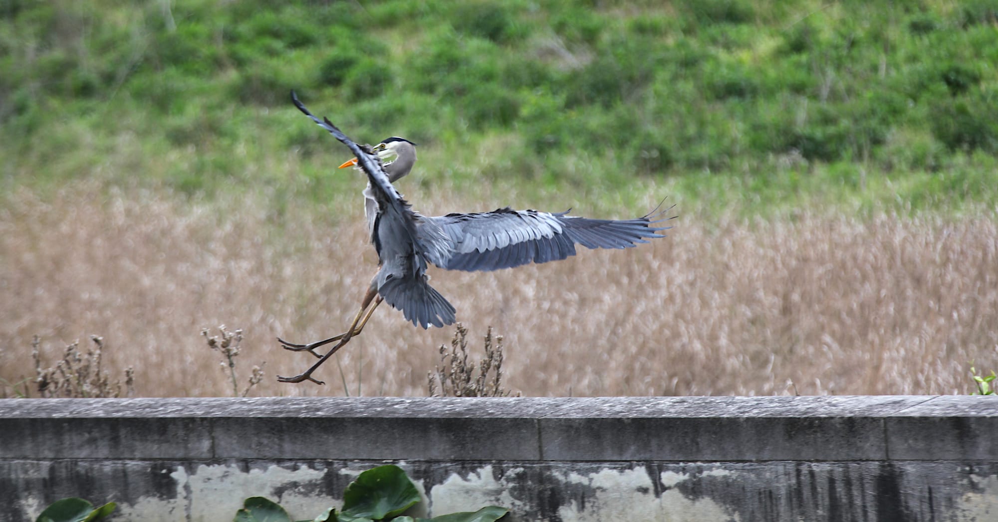 great blue heron landing on wall looking awkward