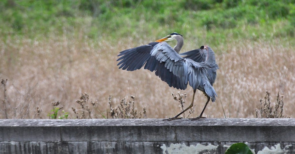 great blue heron just after landing feathers ruffled out