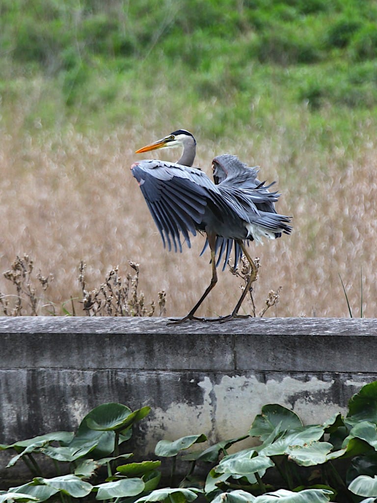great blue heron just after landing feathers ruffled out