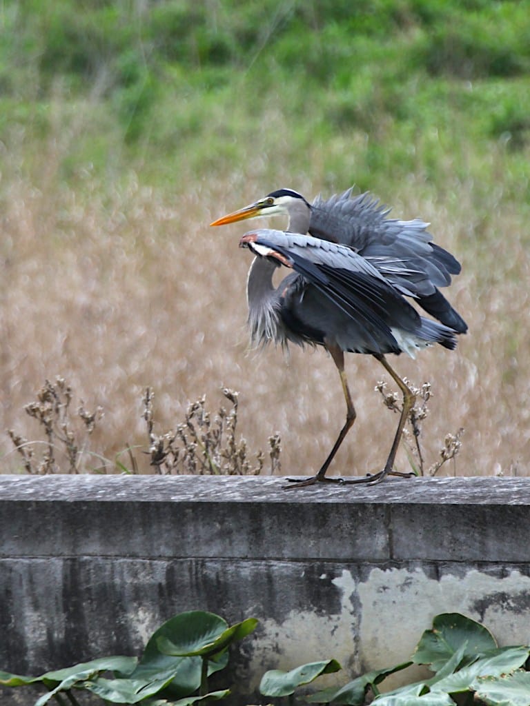 great blue heron just after landing feathers ruffled out