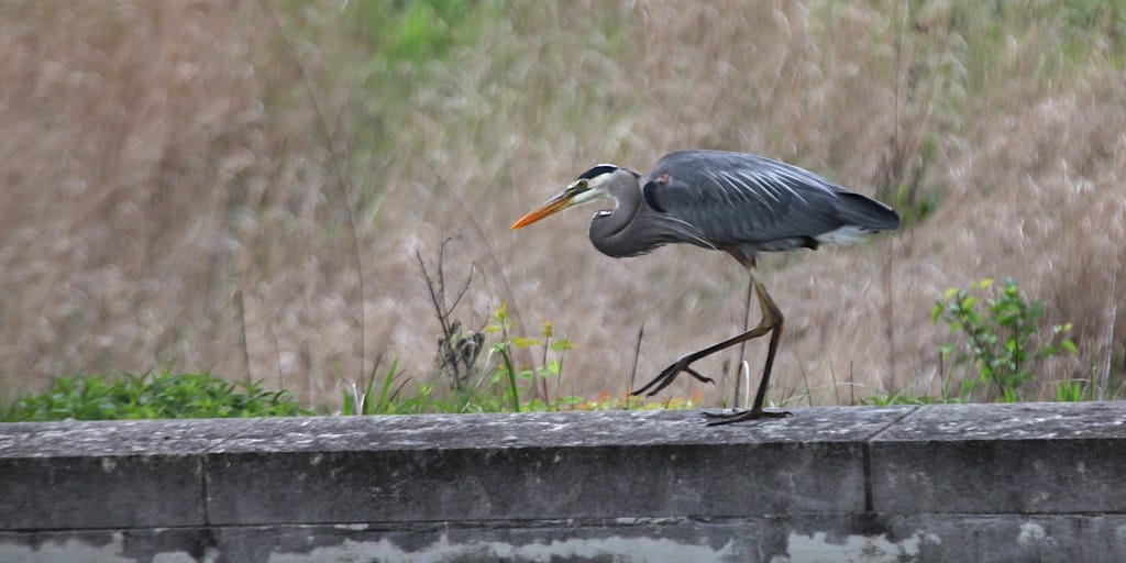 great blue heron walking to the left along a concrete wall