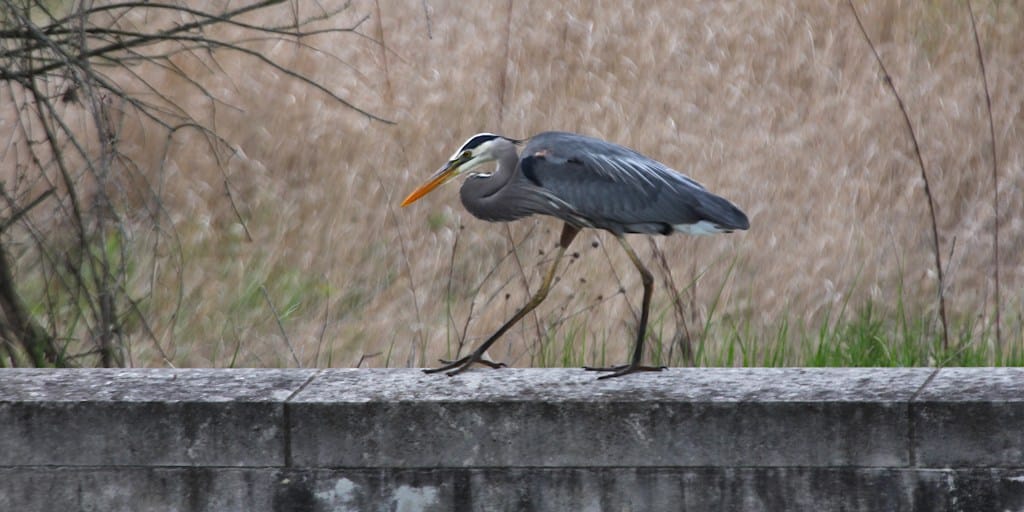great blue heron walking to the left along a concrete wall