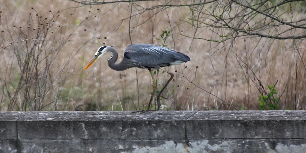 great blue heron walking to the left along a concrete wall