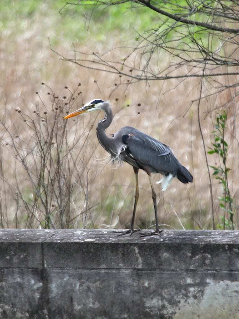 great blue heron walking to the left along a concrete wall