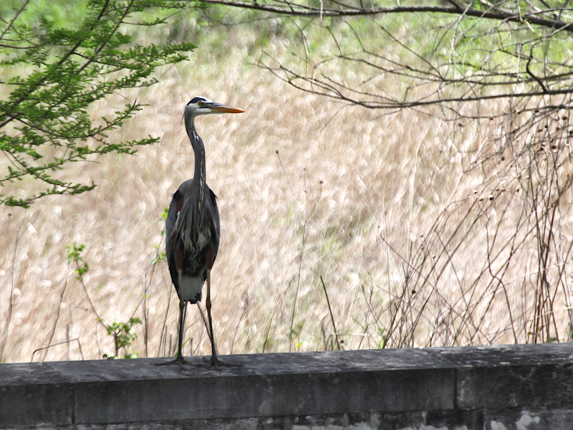 great blue heron standing on wall looking to the right
