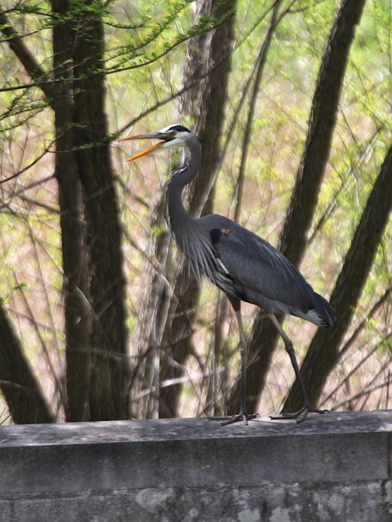 great blue heron walking to the left along a concrete wall