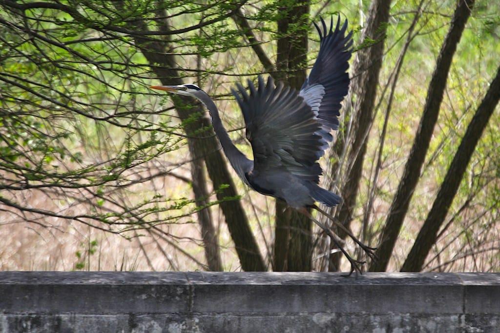 great blue heron taking flight from a concrete wall