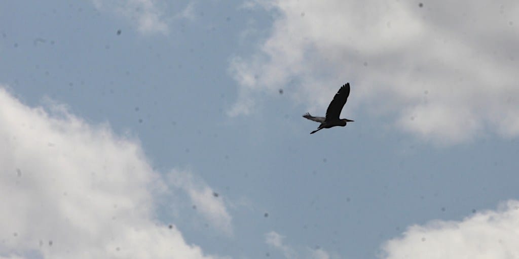 great blue heron in flight silhouetted against partly cloudy skyt