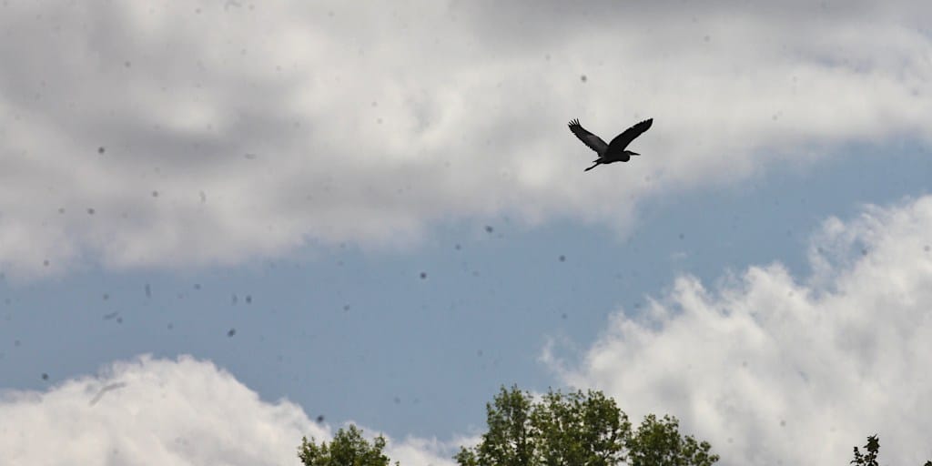 great blue heron in flight silhouetted against partly cloudy skyt