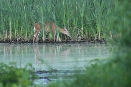 2022-06-17 griffy deer IMG_1190