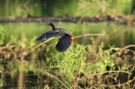 2022-06-17 griffy green heron in flight IMG_1164