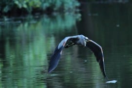 2022-06-17 griffy in flight IMG_1038