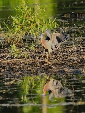 2022-060-17 griffy green heron