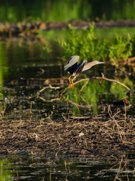 2022-060-17 griffy green heron IMG_1121