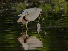 2022-060-17 griffy sidways heron IMG_0868