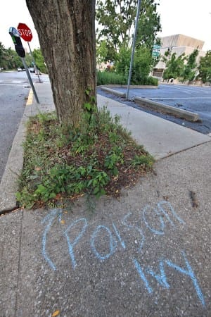 Chalking one up for poison ivy reports