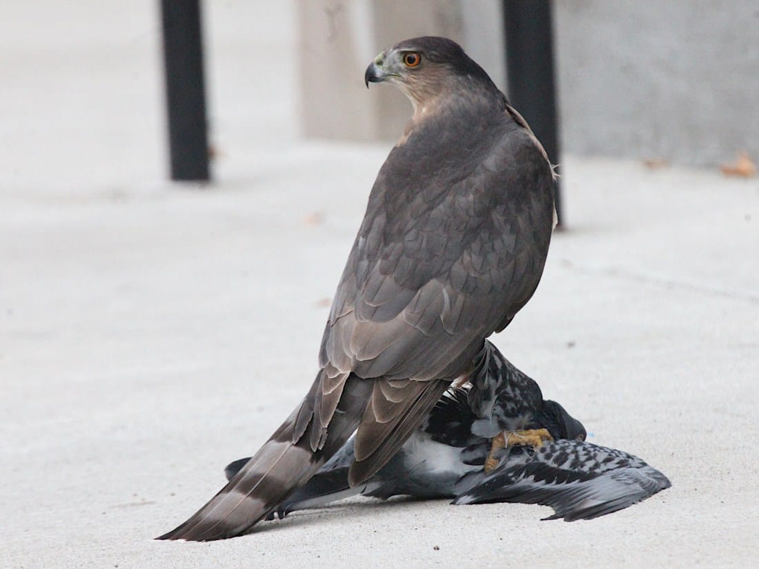 Photos: Hawk eats dove