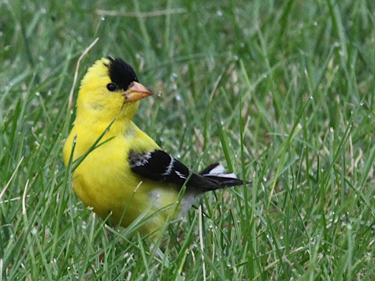 Indiana DNR lifts moratorium on feeding birds
